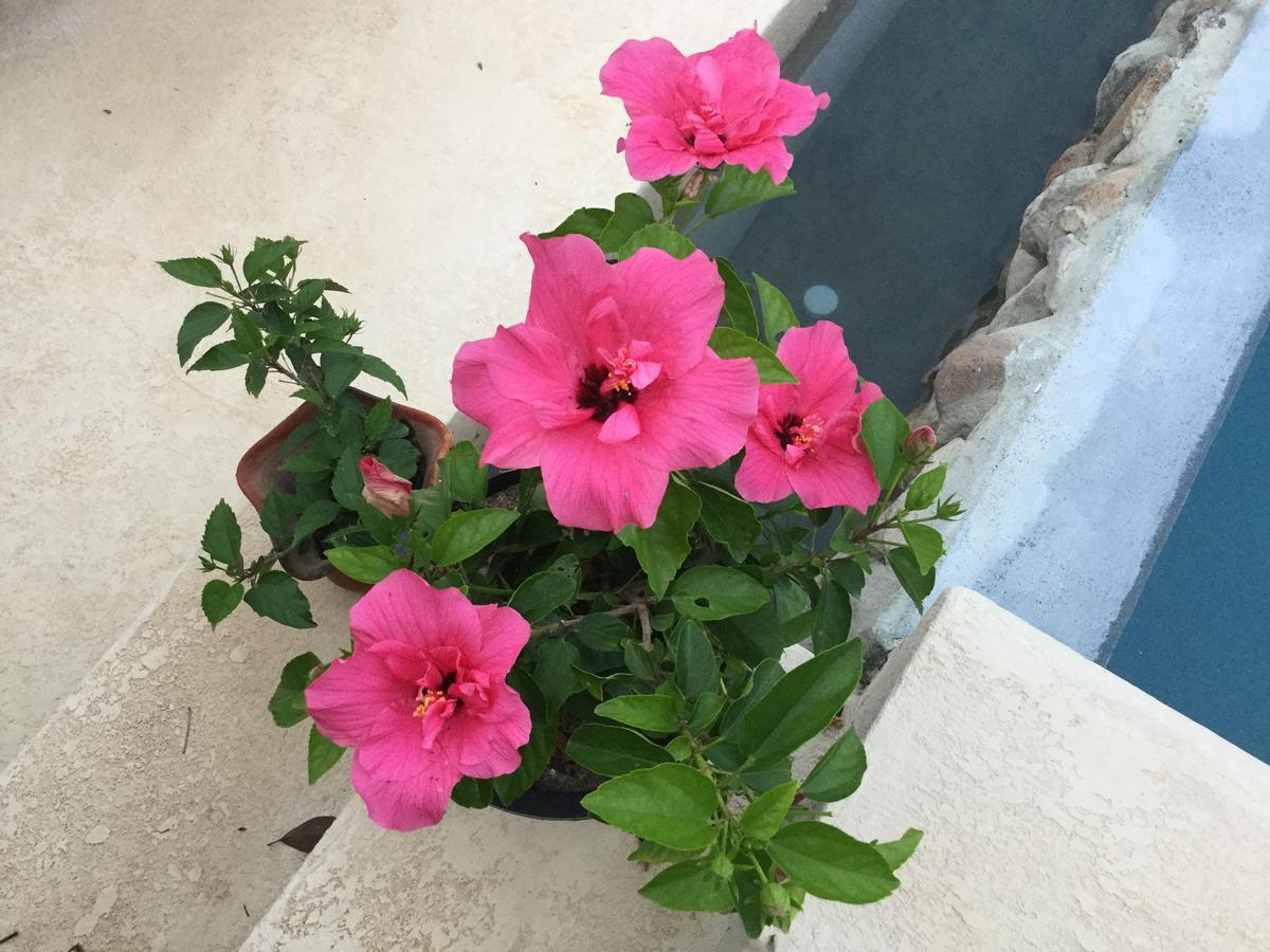 Hawk'S Nest Bed & Breakfast La Laguna de San Carlos Εξωτερικό φωτογραφία