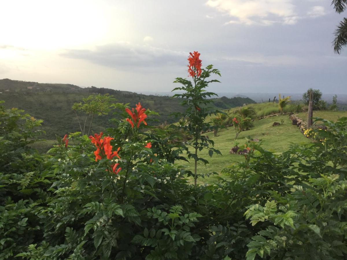 Hawk'S Nest Bed & Breakfast La Laguna de San Carlos Εξωτερικό φωτογραφία